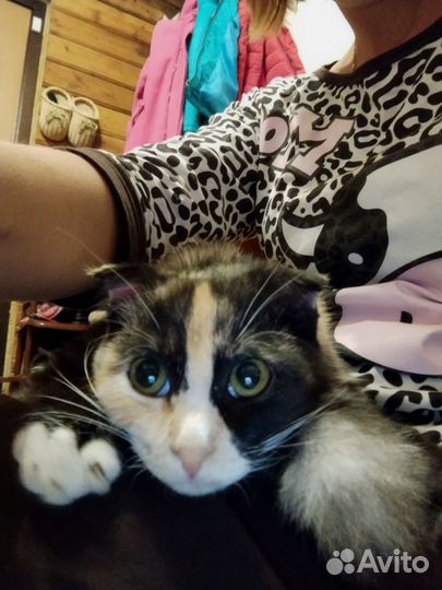 Отдам даром кошку