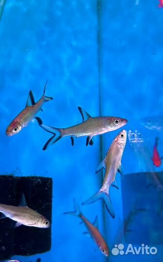 Аквариумные рыбки