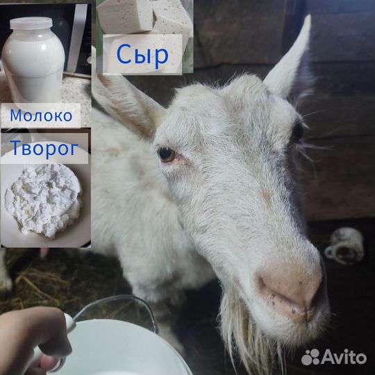Козье молоко