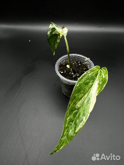 Эпипремнум пиннатум вариегатный