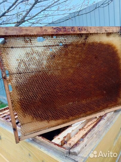 Сушь пчелиная