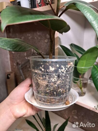 Фикус каучуконосный