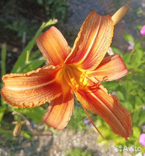 Цветы многолетние садовые саженцы (обмен)