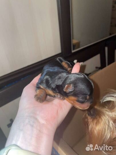 Йоркширский терьер