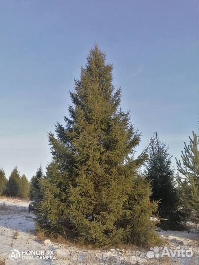 Ель крупномер 5.8 m