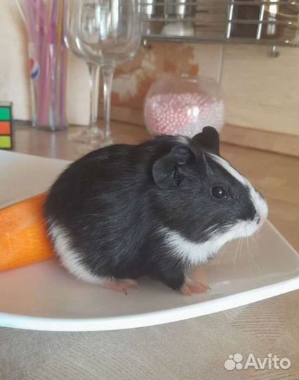 Морские свинки