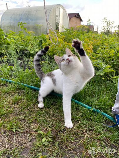 Котенок
