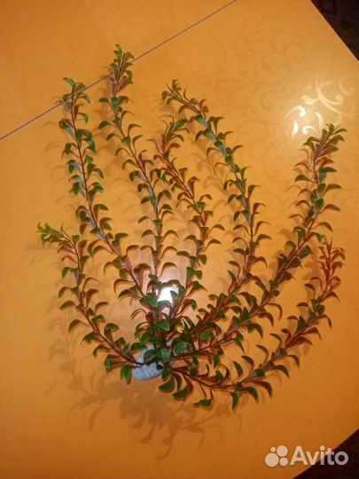 Растения, декор для аквариума