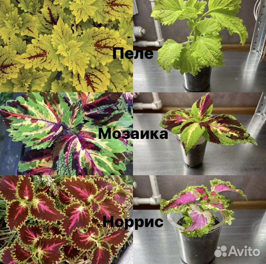 Колеусы вегетативные