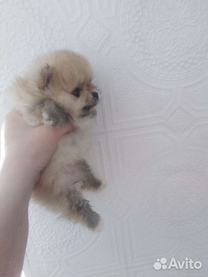 Шпицы разных окрасов. Доставка из Челябинска