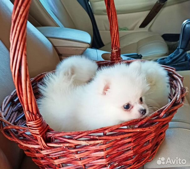 Девочка микро, померанский шпиц, шоу класса с РКФ