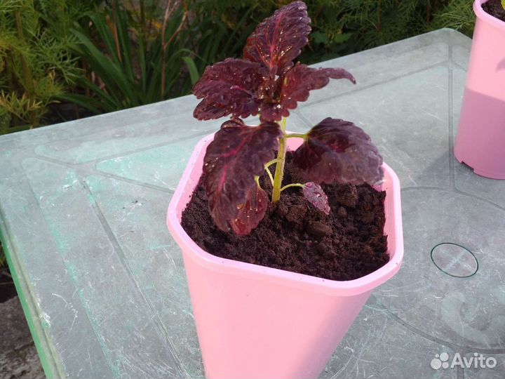 Колеус сортовой