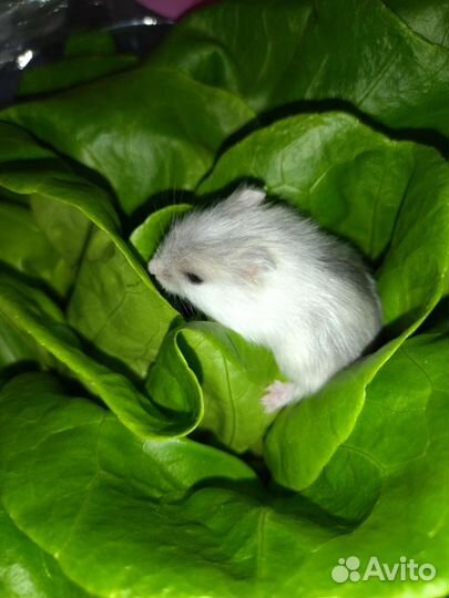 Джунгарский хомяк (Жемчуг)