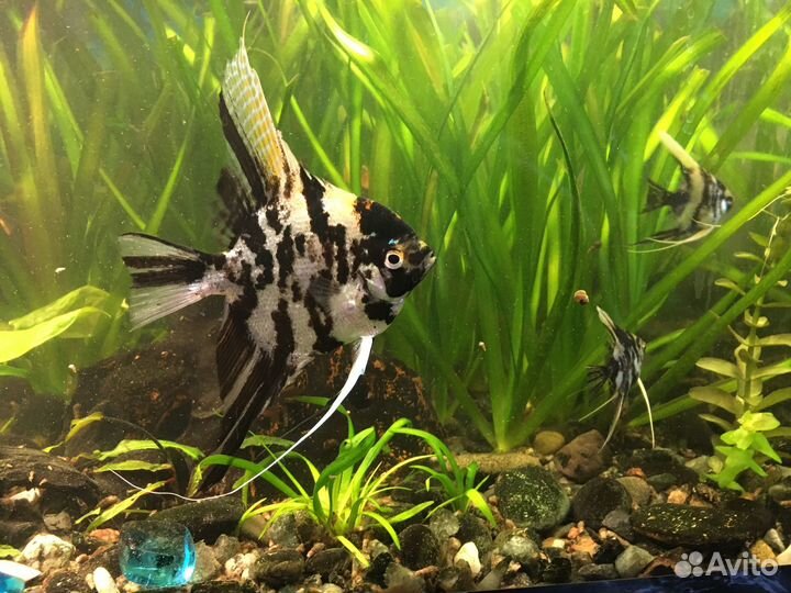 Аквариумные рыбки Скалярии Кои