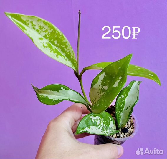 Хойи № 5 (AH-074 Silver)