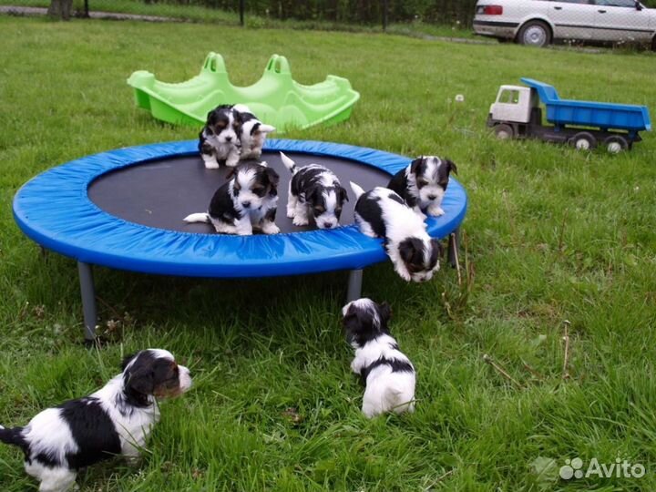 Бивер щенки