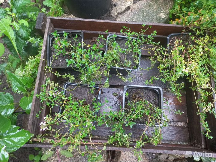 Тимьян ползучий (чабрец), Вероника синяя