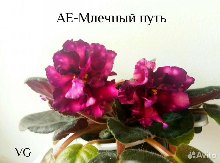 Укоренённые черенки сортовых Сенполий