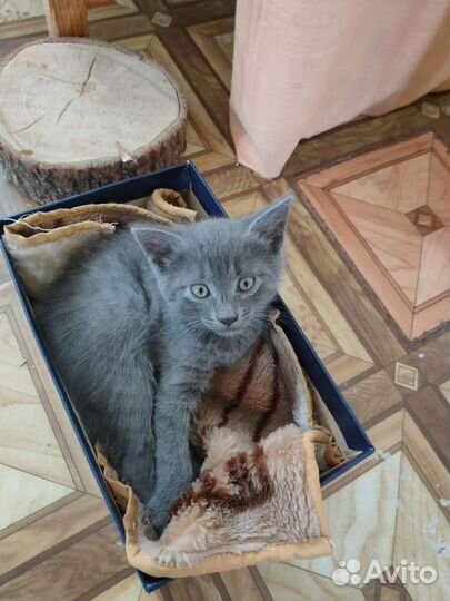 Котенок -мальчик в дар