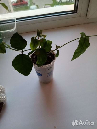 Комнатные цветы жасмин