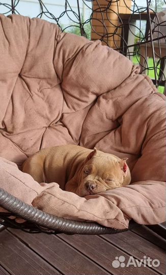 Американский булли