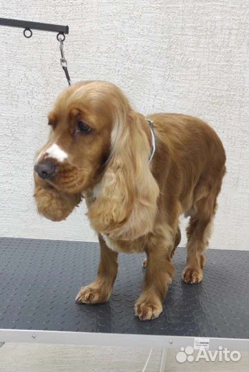 Вычесывание,груминг крупных и мелких собак,стрижка