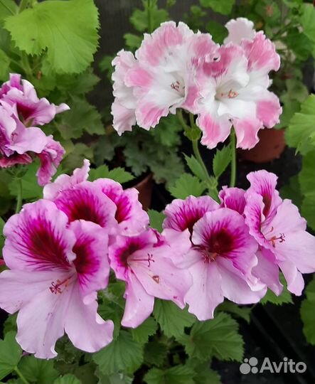Королевская пеларгония сортовая срезами