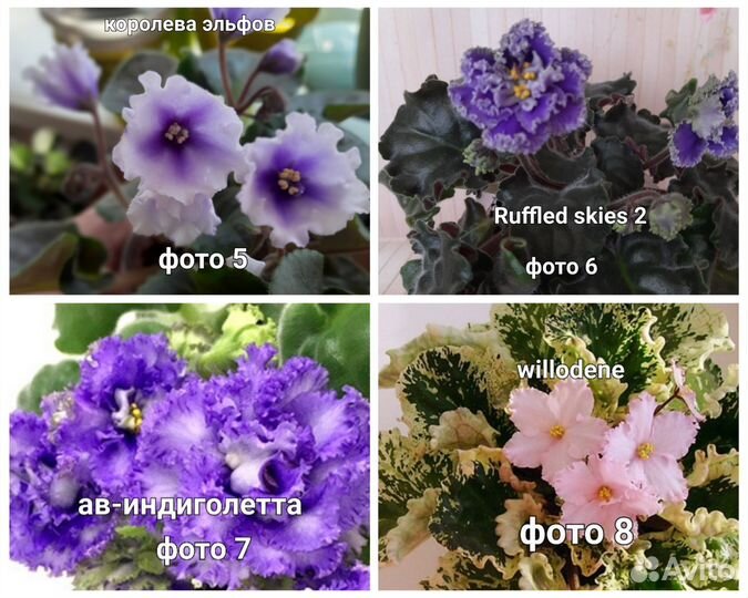 Листья и детки фиалок