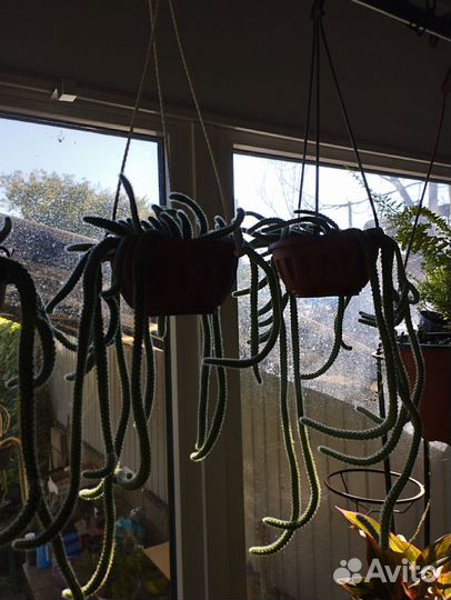 Апорокактус