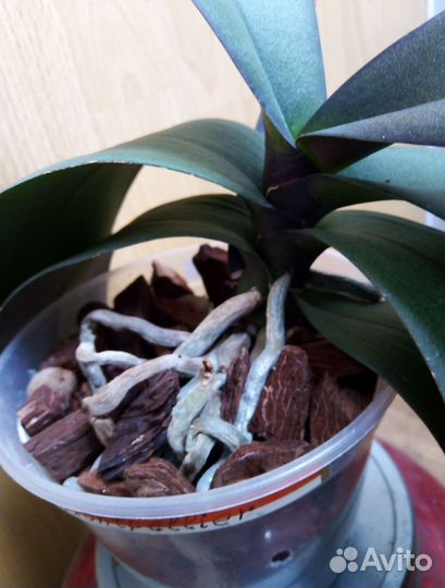 Орхидея фаленопсис Монпелье