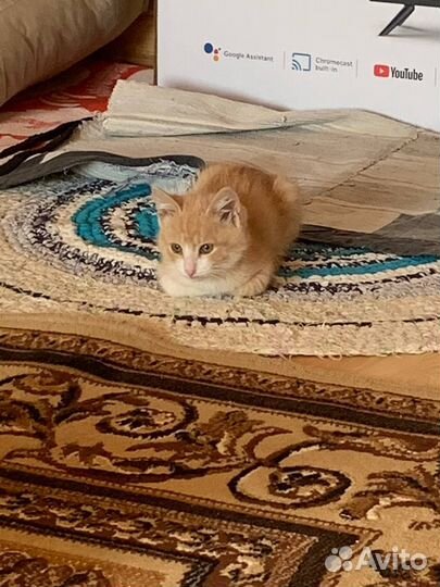 Котята в добрые руки бесплатно