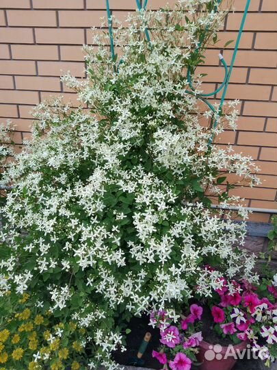 Семена садовых растений