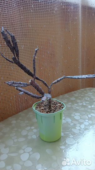 Эуфорбия Платиклада