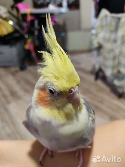 Попугай корелла с клеткой