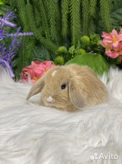 Баран карликовый кролик