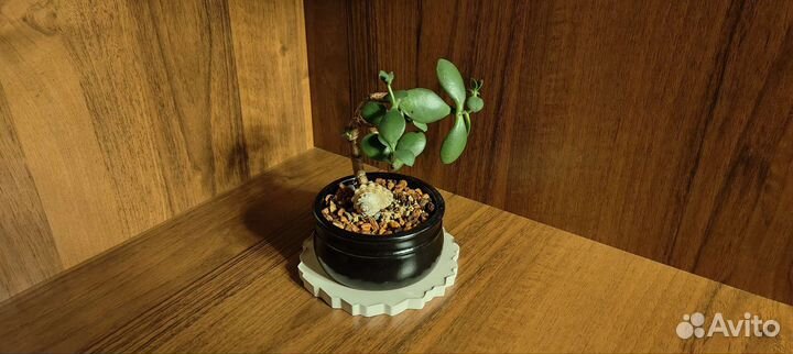 Композиции из кактусов и суккулентов. Мини сад