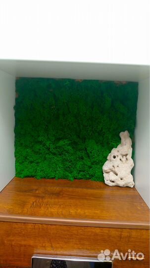 Картина из стабилизированных растений