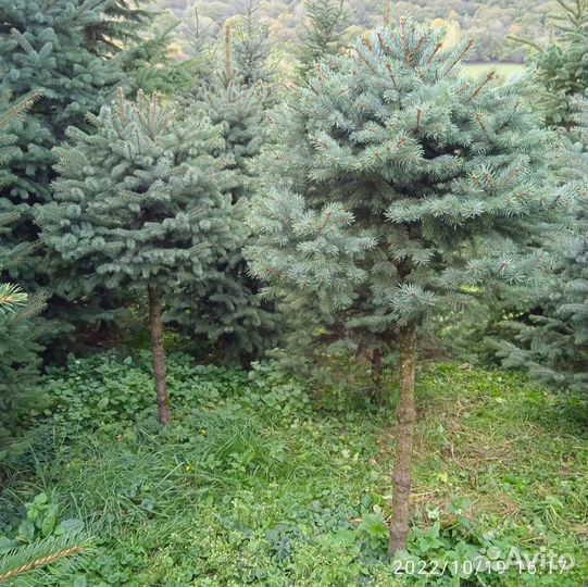 Ель Глаука предзаказ