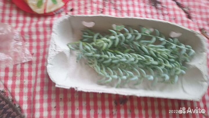 Седум Моргана, - или обмен,есть укорененые