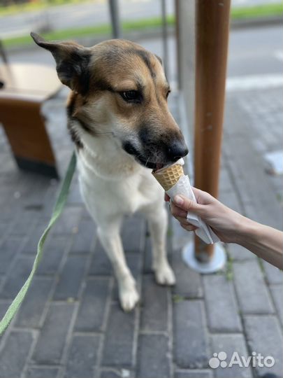 Собака в добрые руки