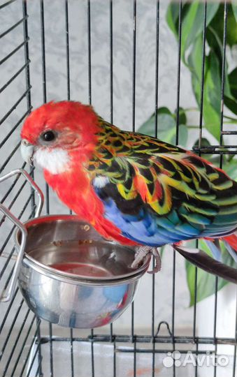 Попугай розелла
