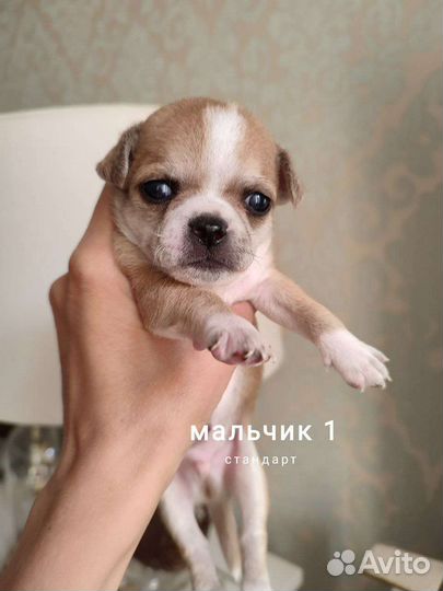 Чихуахуа бело-рыжие коровки