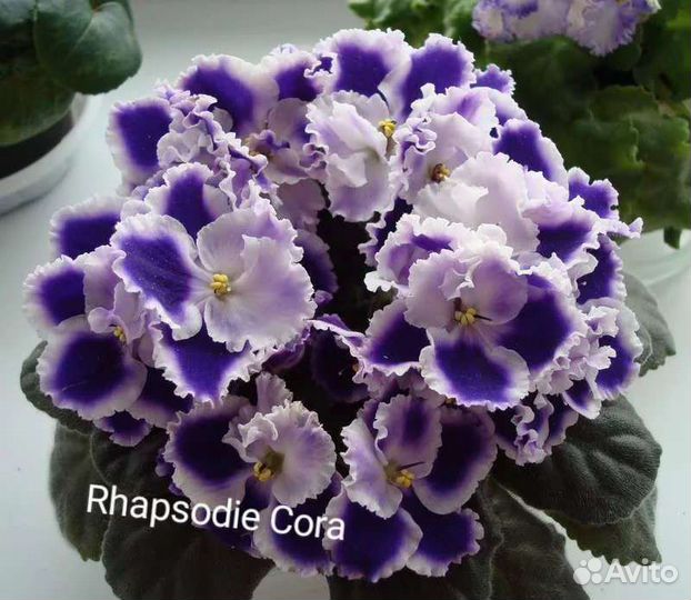 Детки фиалок