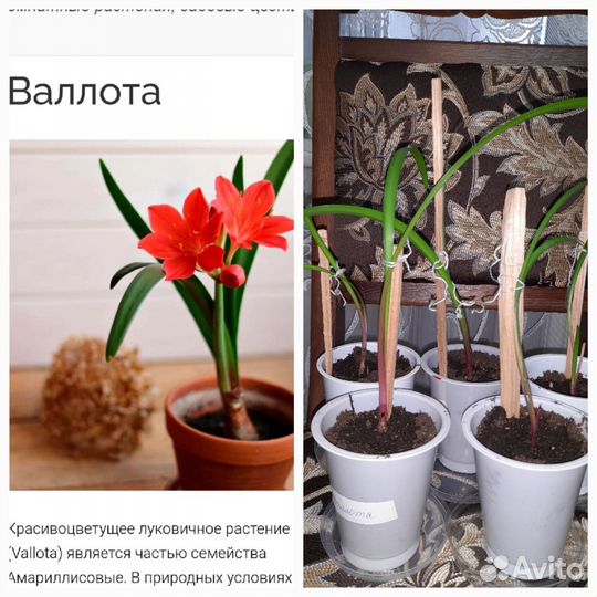 Валлота цветок