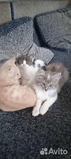 Отдам даром бесплатно