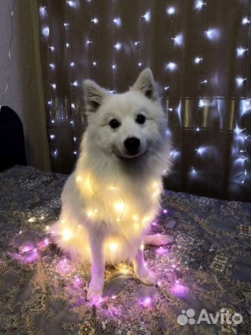 Японский шпиц вязка