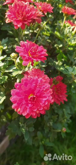 Хризантема мультифлора бронзовая