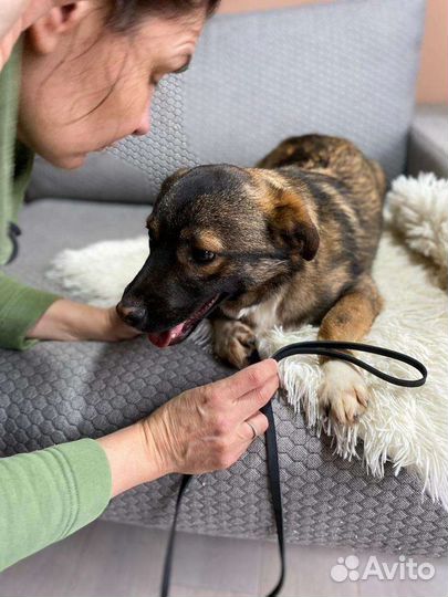 Малыш - коротколапик