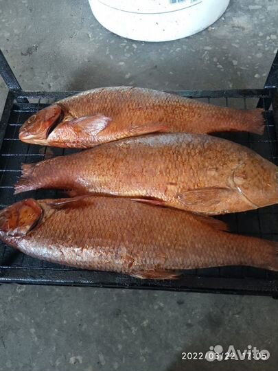 Рыба свежая и свежемороженая сырок
