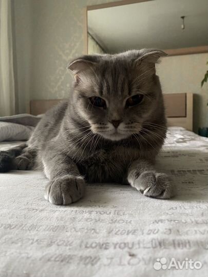 Британская кошка